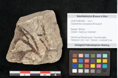 Foto (Objekt + Etikett) von Glyptostrobus europaeus Brongniart (NHMW-GEO-2024-0188-6362)
